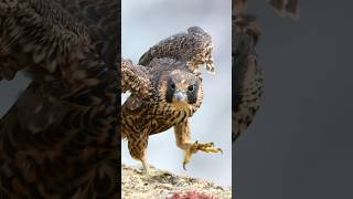 Close Encounter with a Peregrine Falcon Fledgling shorts [upl. by Naugal861]