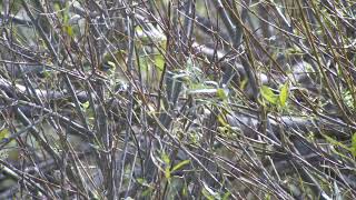 Baybreasted Warbler Ramsey Island 23rd September 2023 [upl. by Anelram]