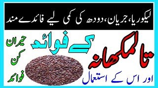 Health Benefits Of Talmakhana  Talmakhan ke fawaid mizaj ur us ke istemal [upl. by Aliehc]