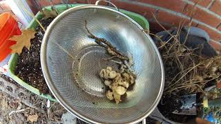 Skirret Crosnes Sunchokes Scorzonera and SalsifyHarvesting Perennial Veggies [upl. by Moishe800]