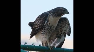 Redtailed hawk baby calls for mom [upl. by Akimit]