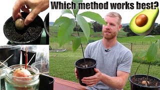 The BEST Way To Grow Avocado From Seed  0  5 Months of Growth [upl. by Nomolas]