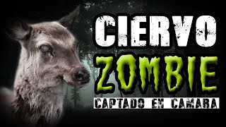 Ciervo zombie captado en cámara en la vida real [upl. by Brause]