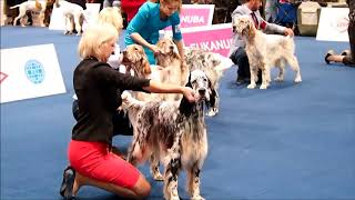 english setters  World Dog Show 2017 [upl. by Keraj629]