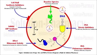 Topic 33 Antitubercular Drug  Isoniazid  Mechanism of Action of Isoniazid  MOA of Isoniazid [upl. by Lopez913]