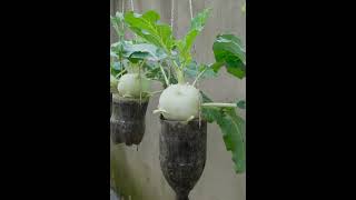 Growing Kohlrabi in a tiny plastic pot cant be helped with such a high yield [upl. by Attelrahc590]