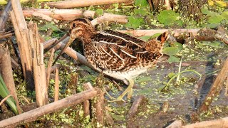 Les limicoles Shorebirds Birding in Quebec Nikon Coolpix P950 [upl. by Hamner]