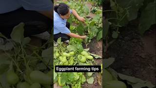 agriculture gardeing vegetables garderning harvest prunning food prune farming greening [upl. by Llenaj117]