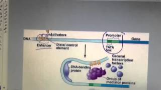 Enhancers and activators for eukaryotic gene regulation [upl. by Alexandros80]