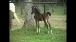 7 day old Arabian colt meets the fillys for the first time [upl. by Dihsar]