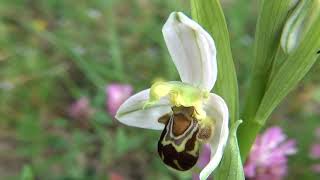 Ophrys Apifera Orchid [upl. by Banky]