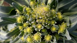 Romanesco Broccoli Fractals Growing Timelapse [upl. by Tol]