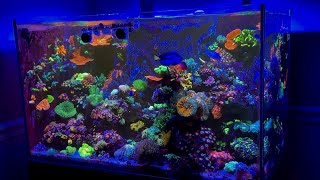 Must See Mix Reef tank • Reefer 250 [upl. by Assirolc]