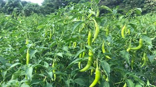 Pampanga Farm  Harvest Chillies  String beans and Rambutan [upl. by Leelaj]