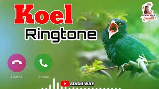 Koyal ki awaz  New Ringtone 2022  Ringtones  Safia Baloch  Sindh Way [upl. by Ahsotal]