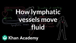 How lymphatic vessels move fluid  Lymphatic system physiology  NCLEXRN  Khan Academy [upl. by Kannav]