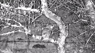 21 Nov evening  Elens enemy the Tawny Owl out hunting  ©️BywydGwylltGlaslynWildlife [upl. by Lindsley]