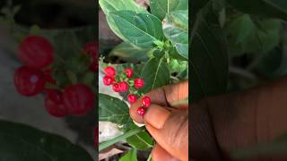 அடியே அழகு சக்காளத்தி😆Blood berry plantகுருதி பூண்டுnatureshorts [upl. by Durnan]