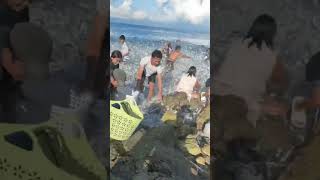 Panagsama Beach Nagsilabasan mga Isda trending viralvideo [upl. by Mcclish]