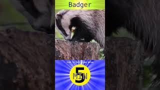 Badger  Short [upl. by Nosnorb468]