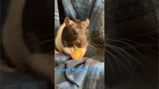 Rats like eggs better than rat foodratlove rat adorable cute petrats petssuno ai [upl. by Ynoyrb]