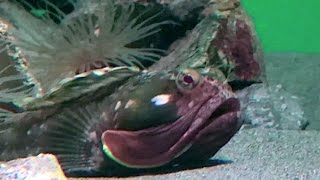 サーカスティックフリンジヘッド Sarcastic fringehead Neoclinus blanchardi [upl. by Ailenroc916]