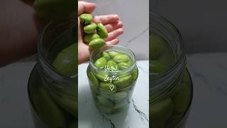 Siz Yeşil Zeytini Nasıl Kuruyorsunuz  Yeşil Zeytin Kurmanın Püf Noktaları  Ripening Green Olives [upl. by Redliw]