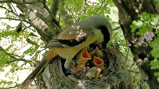 Babbler in the nest of long tailed shrike bird AnimalsandBirds107 [upl. by Lewes944]