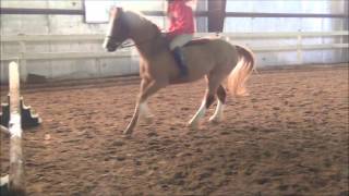 Horse Jumping Bareback [upl. by Camey]