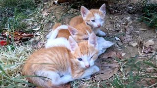 3 Poor Little Kittens Crying for Help to Heal Their Sick and Swollen EyesA Painful Plea for Rescue [upl. by Ymor]