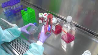 Passaging Cells Cell Culture Basics [upl. by Madden]