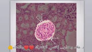 Practical epithelial cells 4 [upl. by Akinhoj944]