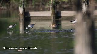 Blacktailed Godwit Came [upl. by Adnor641]