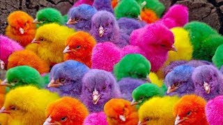 Catch Cute Chickens Colorful Chickens Rainbow Chicken Rabbits Cute CatsDucksAnimals Cute [upl. by Rider]