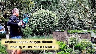 Обрізка верби хакурунішикі  Salix integra HakuroNishiki [upl. by Iden]