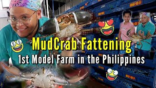 Mud Crab Fattening  1st Model Farm in the Philippines  Highlands Crab Ep 01 [upl. by Ernest]