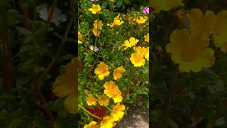 Moss Rose shorts viralvideo gardening [upl. by Cherye175]