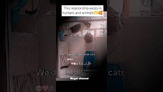 This relationship exists in humans and animals relationship shorts cat lyrics [upl. by Aenaj]