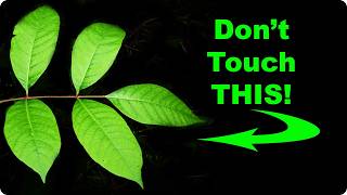 Dont Touch this Native Shrub Learn to ID POISON SUMAC [upl. by Oinotnas]