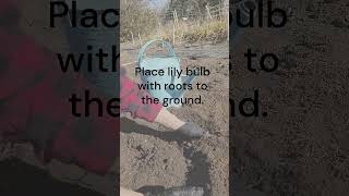 Planting Lily Bulbs in Canada [upl. by Nye]