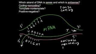 Sense and antisense strands of DNA [upl. by Tymes]