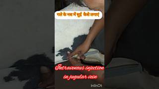 intravenous injection in jugular vein of Buffaloamp cow shortsvideoanimalsviralvideoveterinary [upl. by Princess354]