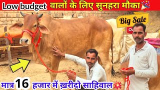 Low budget वालों के लिए सुनहरा मौका🎉मात्र 16 हजार में ख़रीदो साहिवाल👌Big sale offer🌟ट्रांसपोर्ट [upl. by Noved]