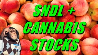 SNDL and Cannabis Stocks BOTTOM IN [upl. by Annoirb]