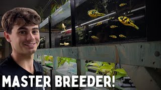 Top 10 Fish to Breed for Profit  Master Breeders Advice [upl. by Toblat]