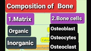 Composition Of BoneFunctions of Bone CellsOsteoblastOsteocytesOsteoclastBone CellsBone Matrix [upl. by Rossner]