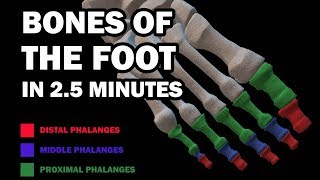 BONES OF THE FOOT [upl. by Polly]