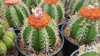 Melocactus matanzanus [upl. by Suoirrad]