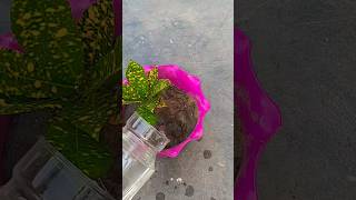 How to propagation croton in water from soil subscribe plants shortsfeed short [upl. by Nosraep]