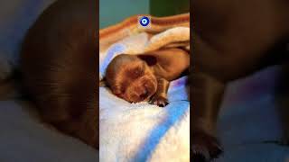 Puppy Love Cute Cocker Spaniel 6 days old Puppy 🧿 🥰😍 cockerspaniel puppy newborn [upl. by Cherilynn]